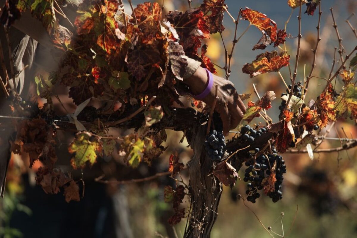 Imprimeur pour vignerons & domaines — 2M Numérique