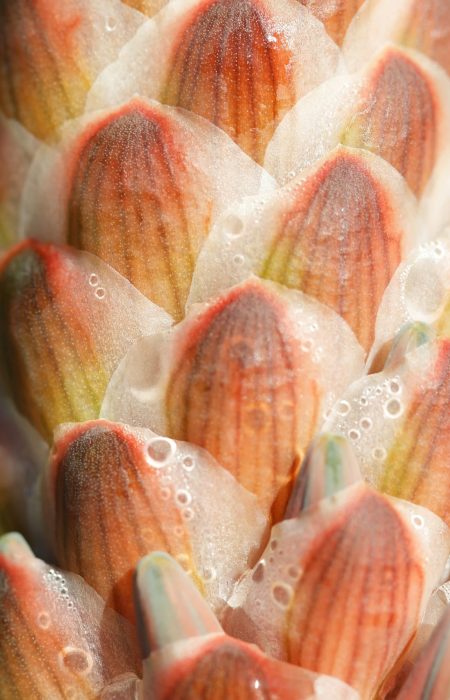 Flower texture