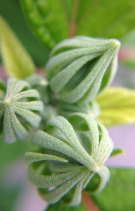 Macro green unique plant