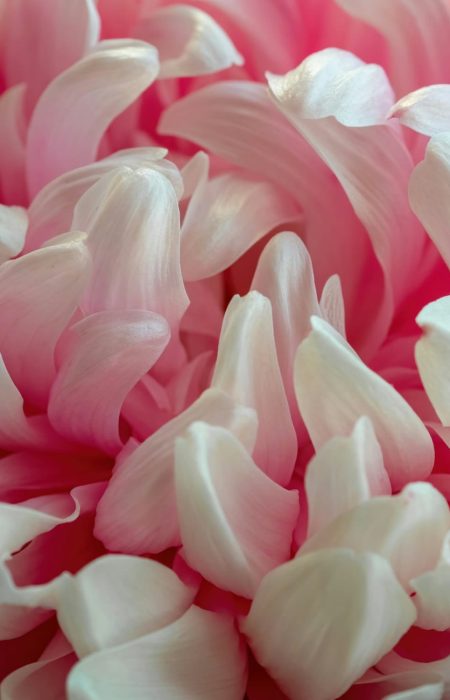 Natural background of pink peony petals. Flower texture.