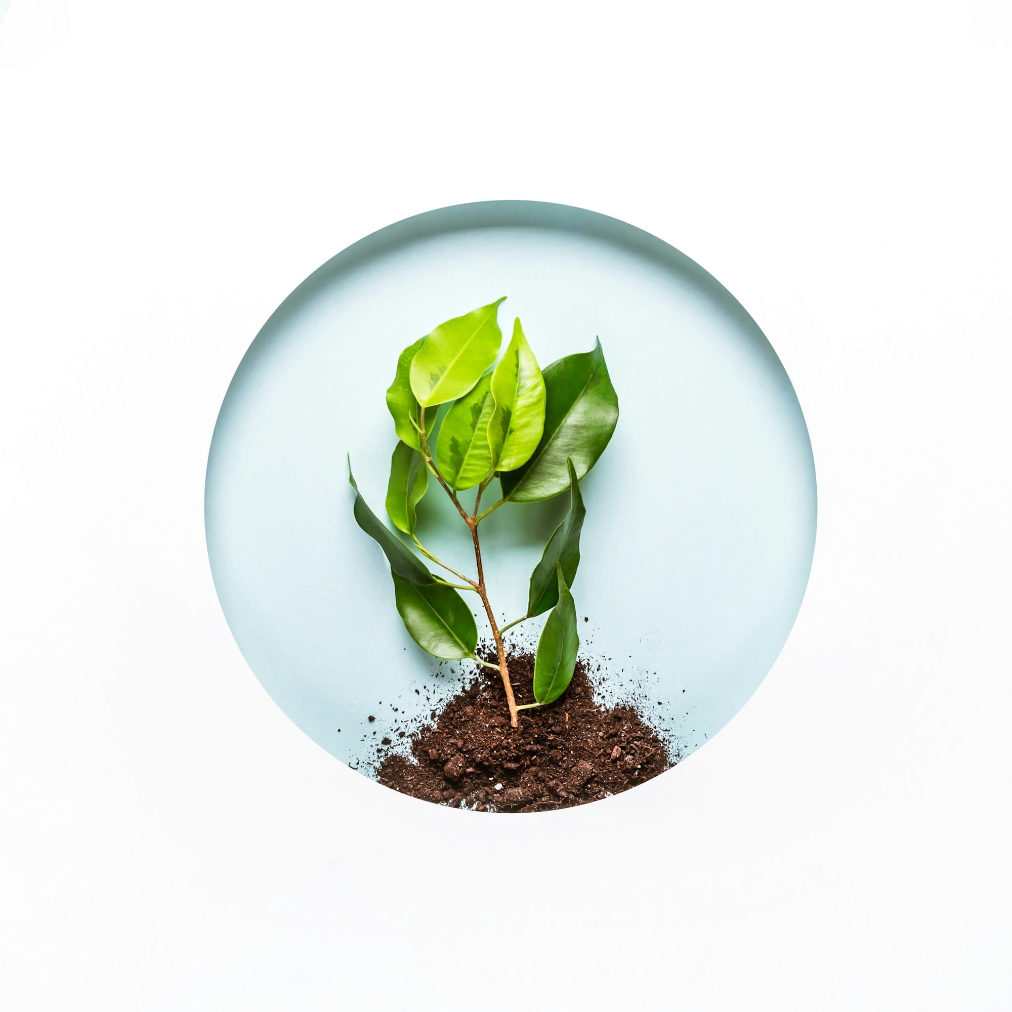 World environment day concept. Creative layout of round paper hole with earth, green twig. Earth day